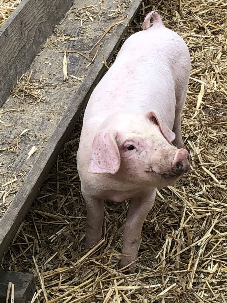 wilkoannie's tweet photo. So this afternoon we had a variety of animals to look after and learn about. I feel So lucky to have such a lovely place to work and even better fab students. 🙂 @BridgendCollege @ILSBridgendColl https://t.co/TLryzUPLoY