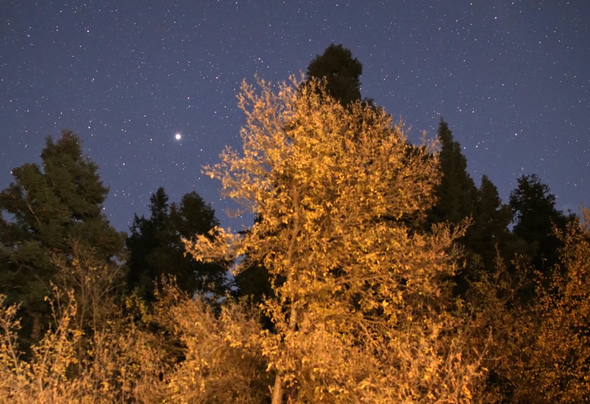 trees with bright autumn leaves under a starry sky in Millcreek Canyon, Utah, featuring Mars looking like a very bright star