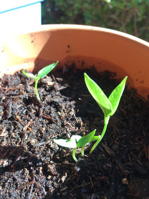 I&rsquo;ve started growing an apple tree 🍏 and a pepper plant 🌶  Both from seeds 😎 https://t.co/gt65pZlrkx