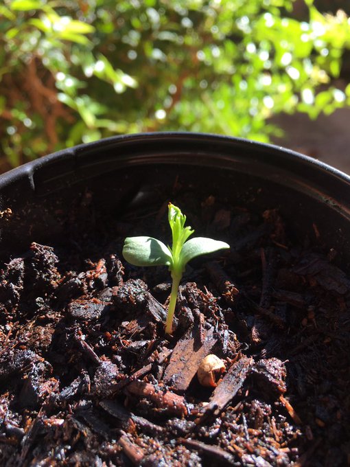 I&rsquo;ve started growing an apple tree 🍏 and a pepper plant 🌶  Both from seeds 😎 https://t.co/gt65pZlrkx