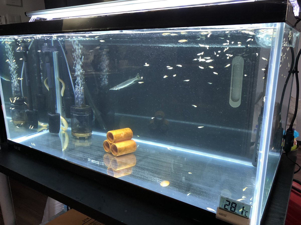 90センチ水槽