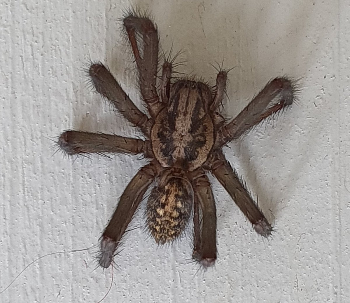 I'm not a spider fan, especially in the house - fortunately this one was dead! Is it a Giant house spider - Eratigena atrica - with legs folded up?