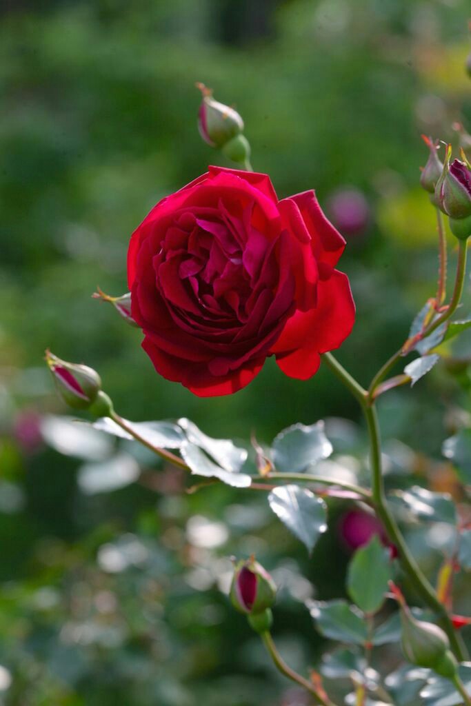 Jimin as red roses