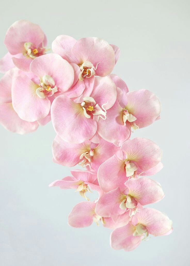 Jimin as orchids