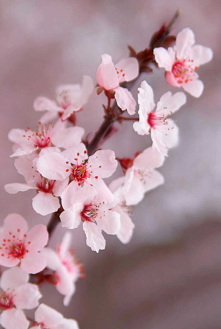 Jimin as cheery blossoms