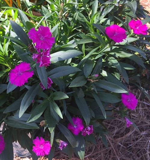 HyattLandscping's tweet photo. Keep some color in the backyard even during fall and winter.  Here are some flowers that can thrive in cold weather. #hyattlandscaping #gardening #flowers #landscaping #fallandwinter 

https://t.co/7rKym0U7e9 https://t.co/eIlASaMcdA