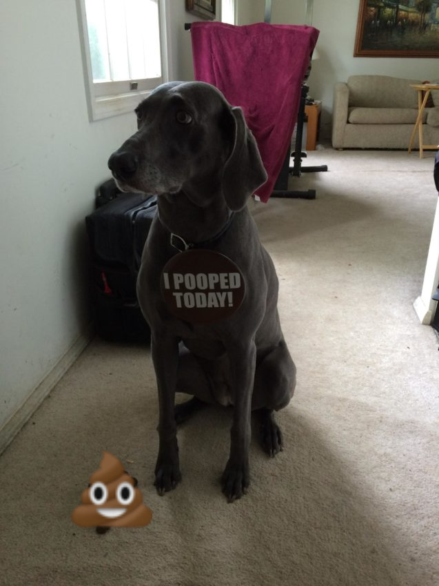 Dog Shaming tweet media