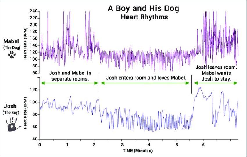 This leads us to our 2nd question. Can we physically sense the hearts of others?Absolutely.Not only can our hearts sense the electromagnetic fields of other hearts, but they’re able to sync with them as well.Example of a boy and his dog - look at the matching patterns: