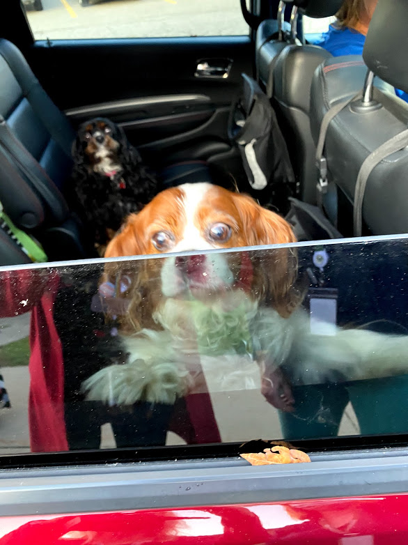 LisaMillerGraff's tweet photo. can you see 2 in this photo? #petsofwbsd https://t.co/UID4cxnSef