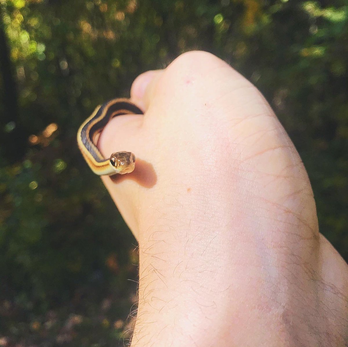 advkish's tweet image. This is the magic snake. Scrolling past him without saying hi will result in 12 years of bad luck🥶 choose wisely