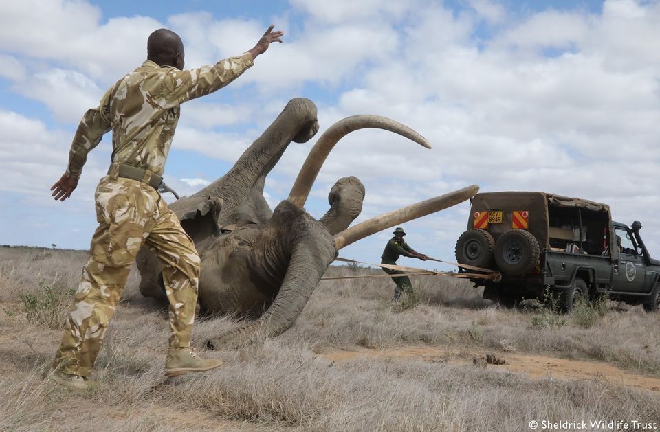 SheldrickTrust's tweet photo. Help for an injured elephant suffering from a suspected arrow wound. With the SWT helicopter to airlift the vet, and ground teams in place to help, it was a recipe for a lifesaving intervention. Our thanks to all involved in the operation yesterday. https://t.co/lJBVhcAN41