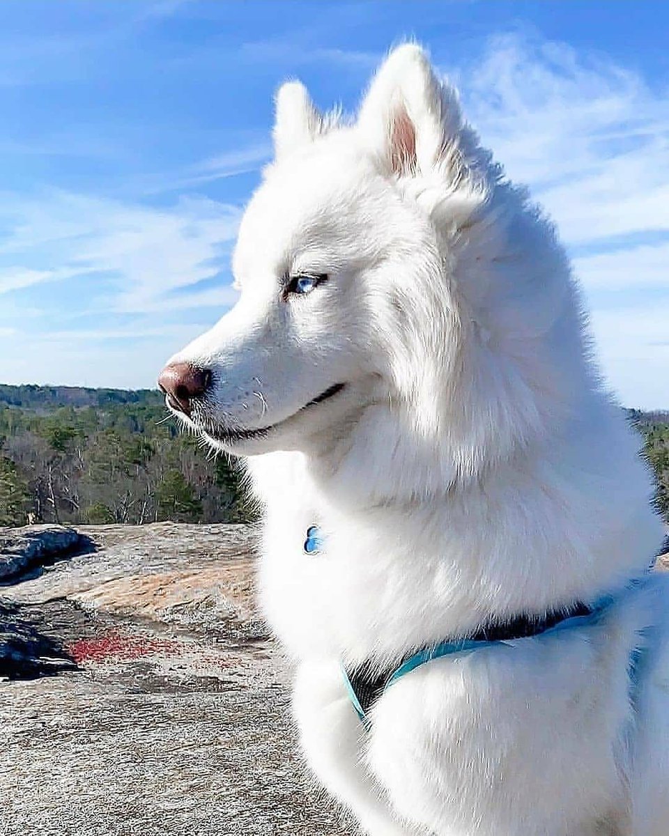 HuskyFansGang's tweet photo. A husky expresses his feelings through his naughtiness. What is your opinion about this?

#husky #huskylife #doggy #dogsoftwitter #Trump #dogs https://t.co/yiVj1YY14j