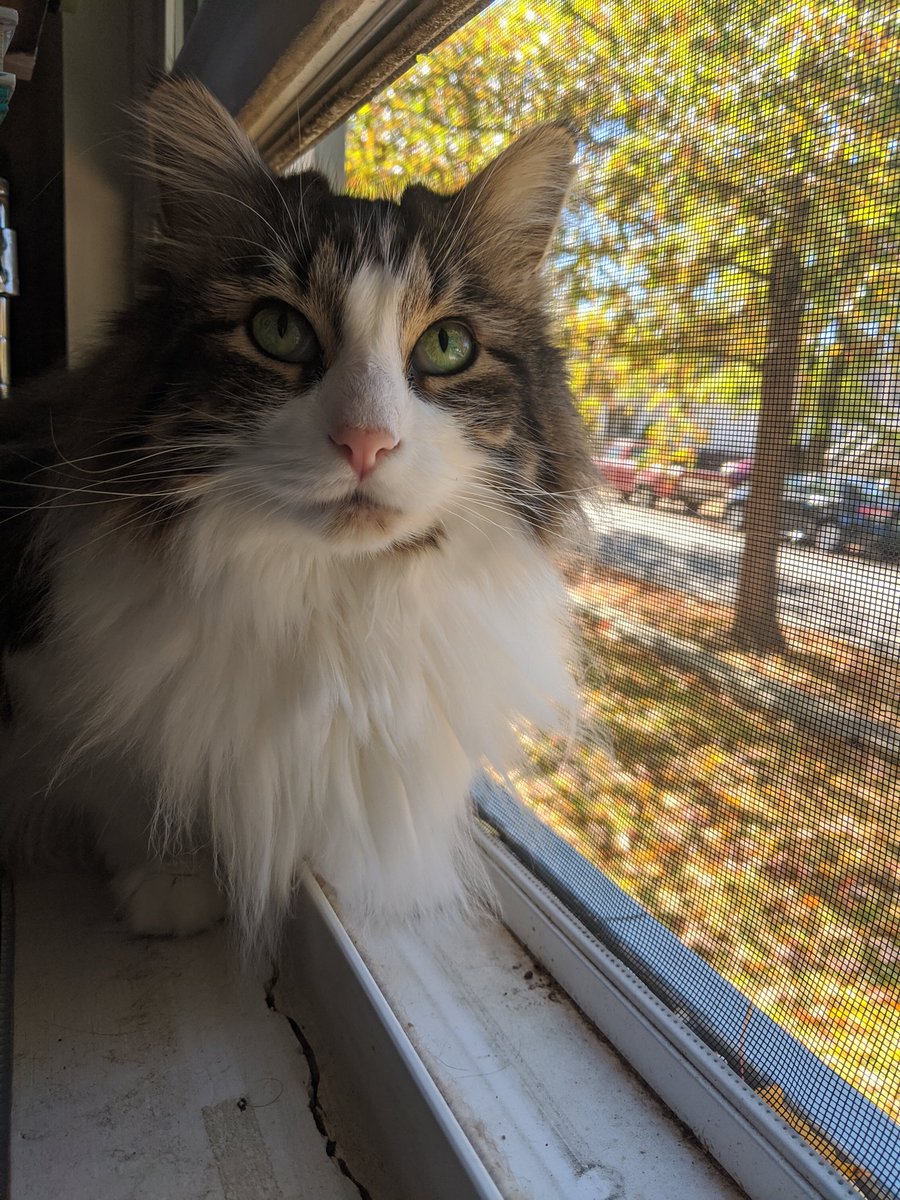 btownmoose's tweet photo. He's lucky he's so cute. #Summie https://t.co/yWxAunnI3L