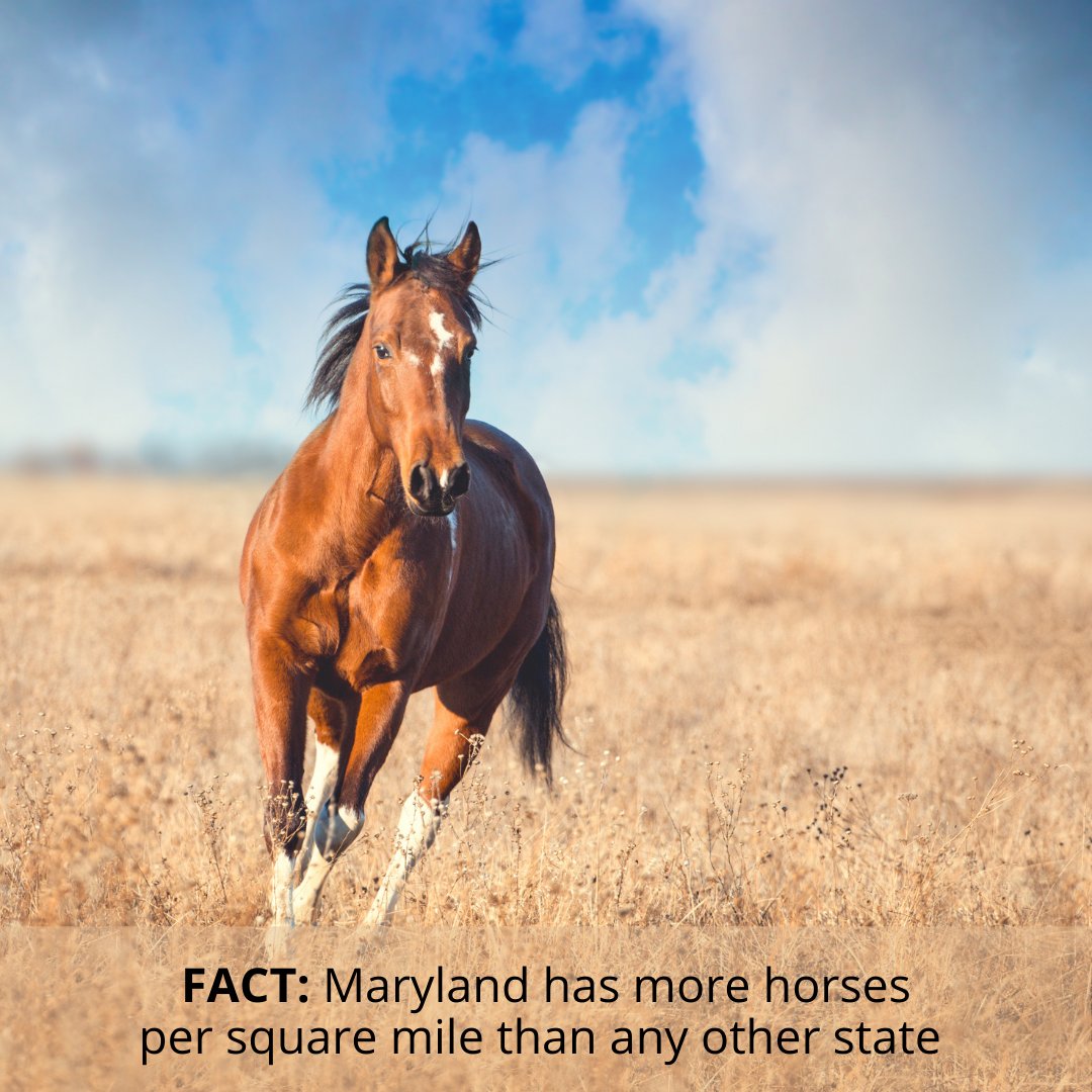 Did you know? Horse farms in Maryland occupy over 200,000 acres of farmland. From Thoroughbred race horses to trail-riding pleasure horses, 35 disciplines and 40 breeds are represented across the state. #MyMdFarmers #Maryland #Horse #MarylandHorse #HorseFarm #MarylandHorseFarm https://t.co/55OE1rG6SL