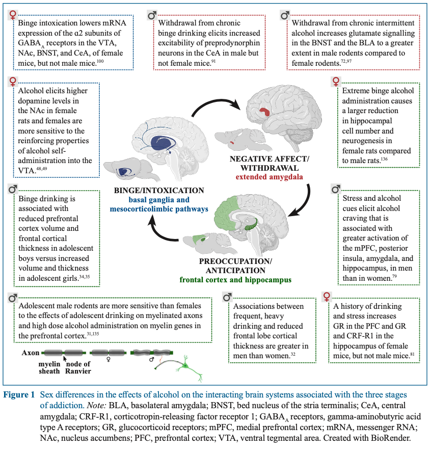 Summary of alcohol effects in the brain #brain #alcoholresearch #sexdifferences