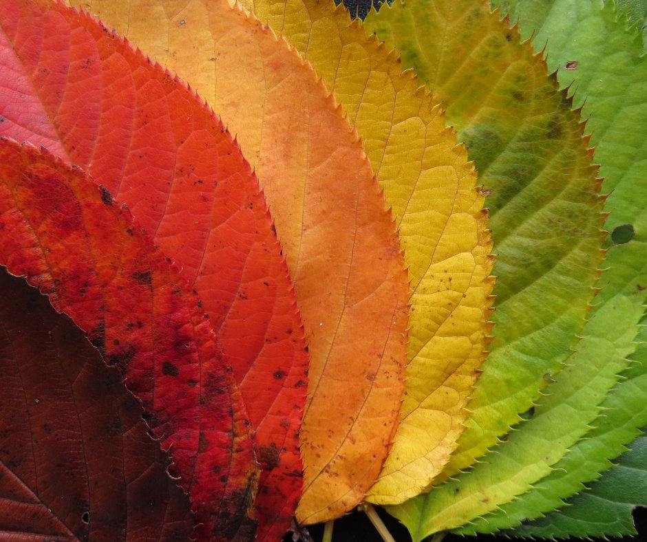 CreatrixCompass's tweet image. Autumn is my favorite season.  I love the hunker down energy in the house, the colors swirling around outside, even the shorter days.  Which is your favorite season?
#creatrixcompass
#rewildingofwomen
#youarecreative