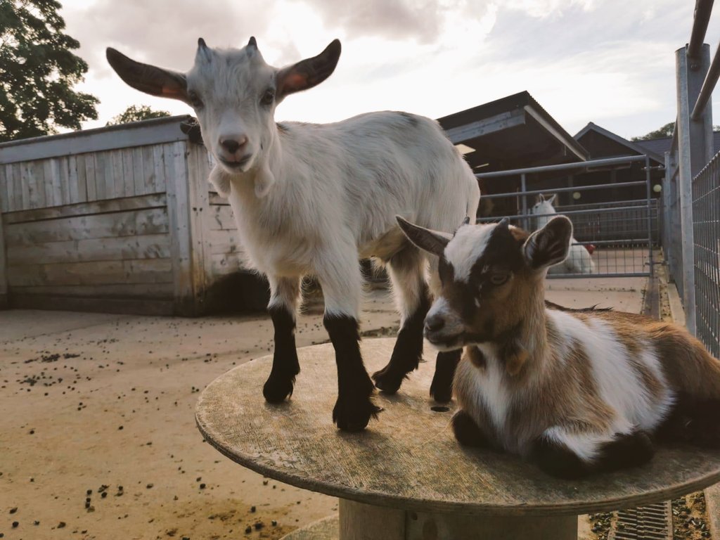 Wentworth Family Farm tweet media