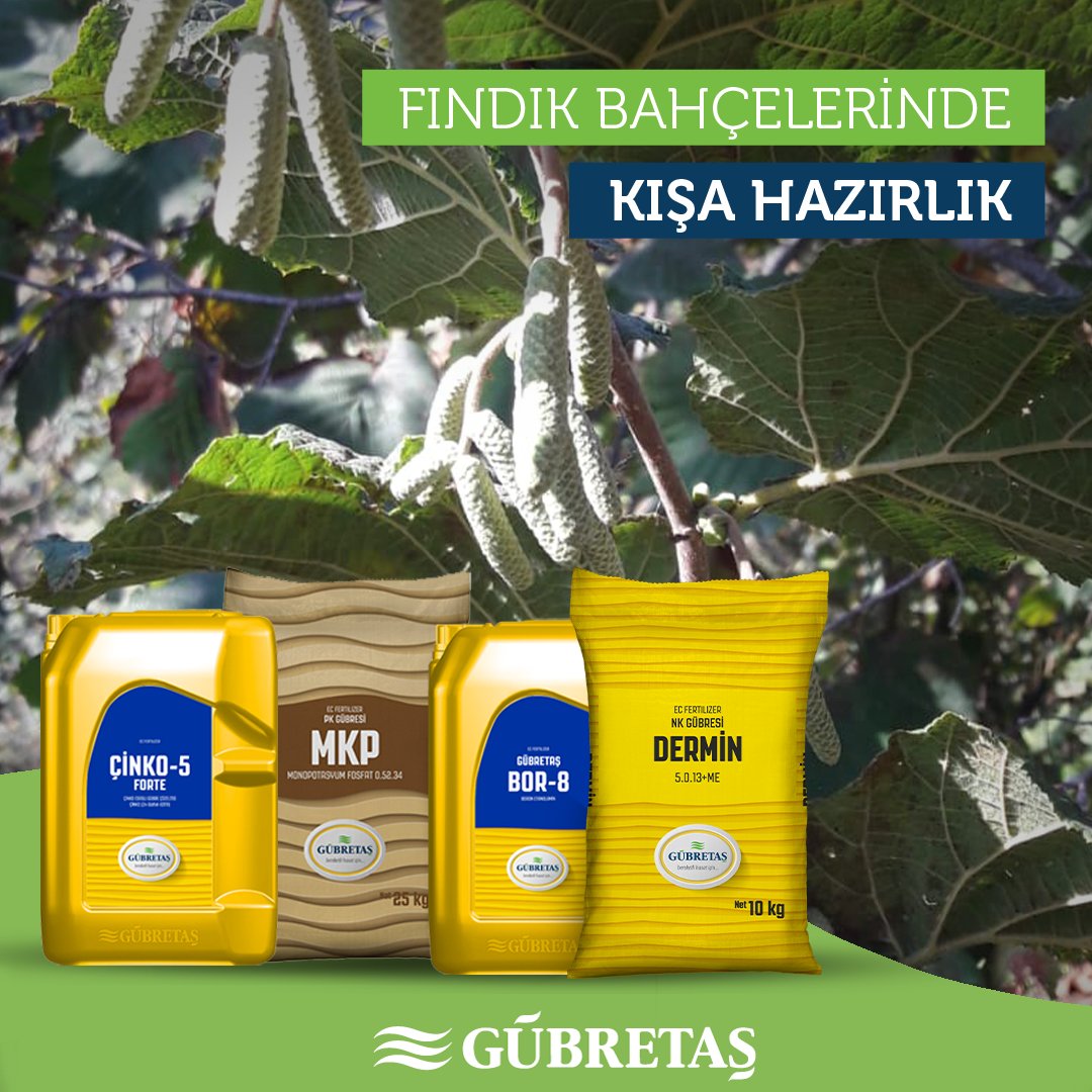 #Fındık bitkisinde yaz dönemi kendisini gösteren erkek çiçek tomurcuğu püsküllerinin gelişip çoğalmasını ve ağaçların #kış dönemini daha kuvvetli geçirmelerini, hasat sonrası #yaprak #gübrelemesiyle sağlayabilirsiniz.

#GÜBRETAŞ'ın yaprak gübreleri üstün #kalite ve #verim sağlar.