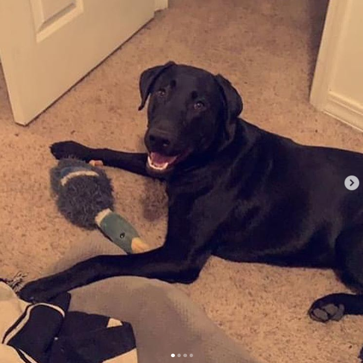 DZELT's tweet photo. Bad Jeep accident on the Black Bear Pass near Telluride - missing dog - please spread the word to bring him home. 
See this Instagram post by @quinn_mcgrath

 https://t.co/8uonsbBbfL 

#MissingDog #JeepFamilies #Decker @Jeep_Life @Telluridedotcom https://t.co/zFaq6aU9B3