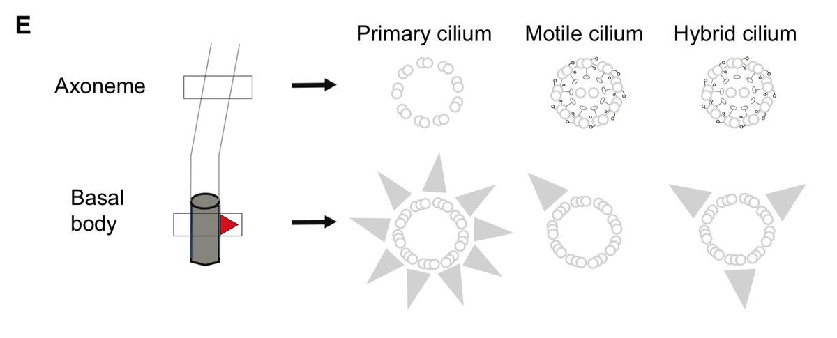 Interestingly, this centriole forms a cilium that is motile and contains motility factors. This was named a "hybrid" cilium, since it contains features of both primary cilia (multiple basal feet) and motile cilia (central pair, dynein arms etc).