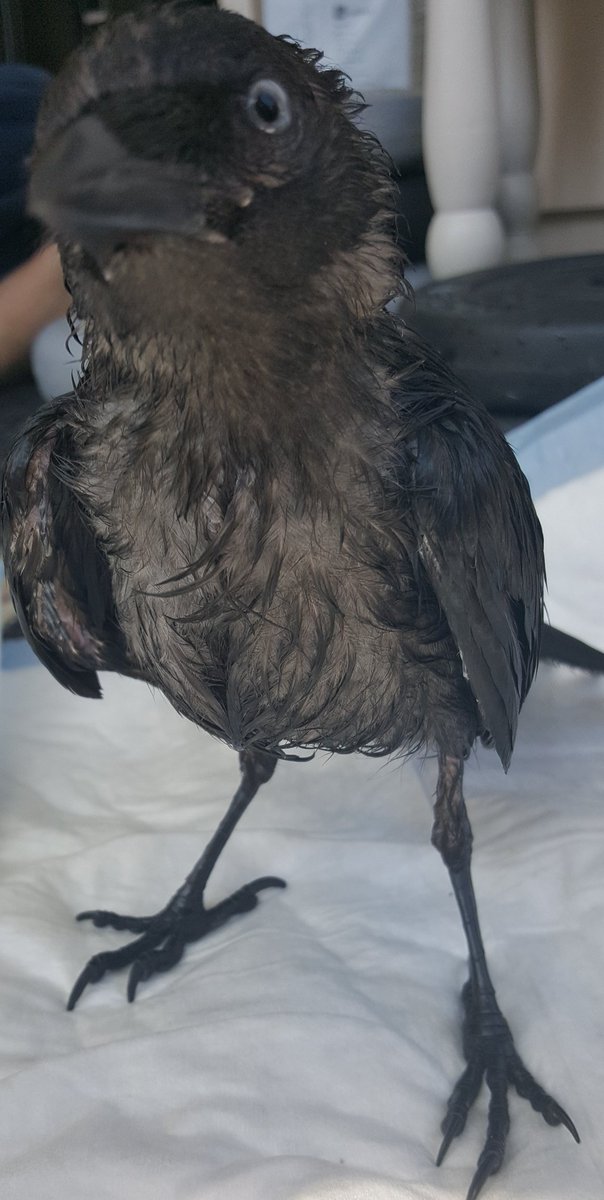 #TeamCorvid #BirdsOfTwitter #Cute #LightAtTheEndOfTheTunnel #Smile #BetterDays #MentalHealth #TuesdayThoughts #TuesdayMotivation #beautiful #Love #Animals #MentalHealthAwareness #mentalwellbeing #Support