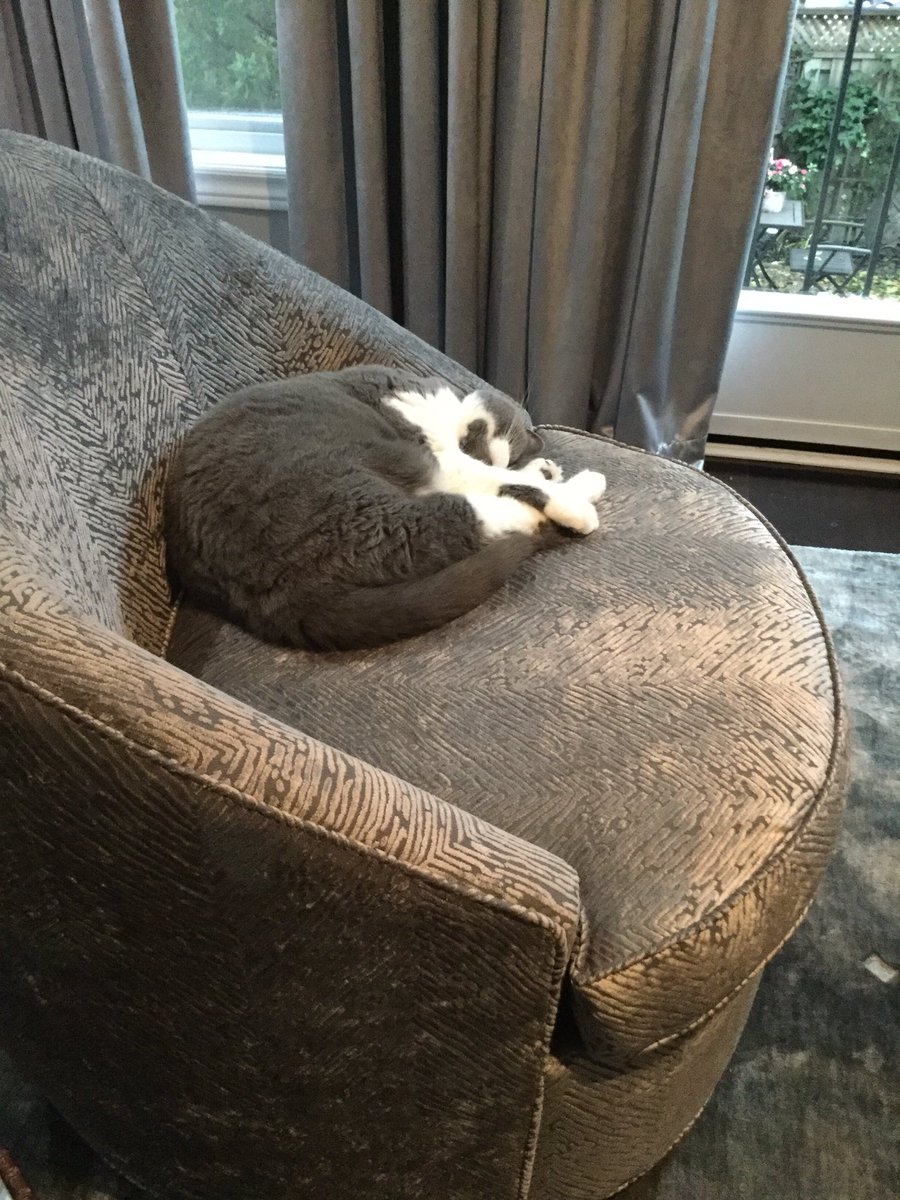 Left over π¦ lunch ....big snooze π€π€ followed...
#TunaTuesday #turkeyleftovers #naptime #CatsOfTwitter https://t.co/DCCnQJ6m40