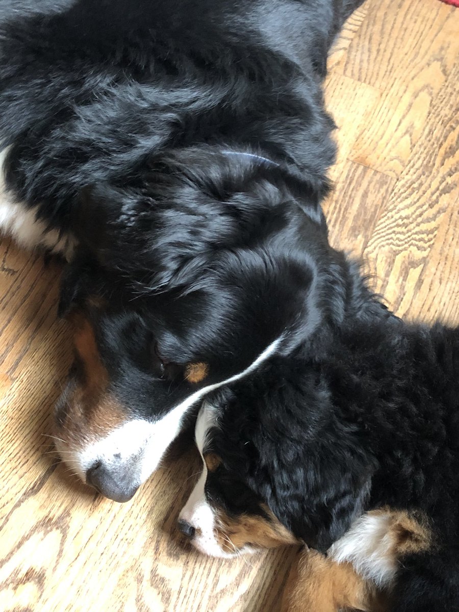 harrispolitico's tweet photo. There are some good reasons why not, including the fact that there is already a lot of dog in the house. But those reasons were not good enough. https://t.co/R79VX5bpyr