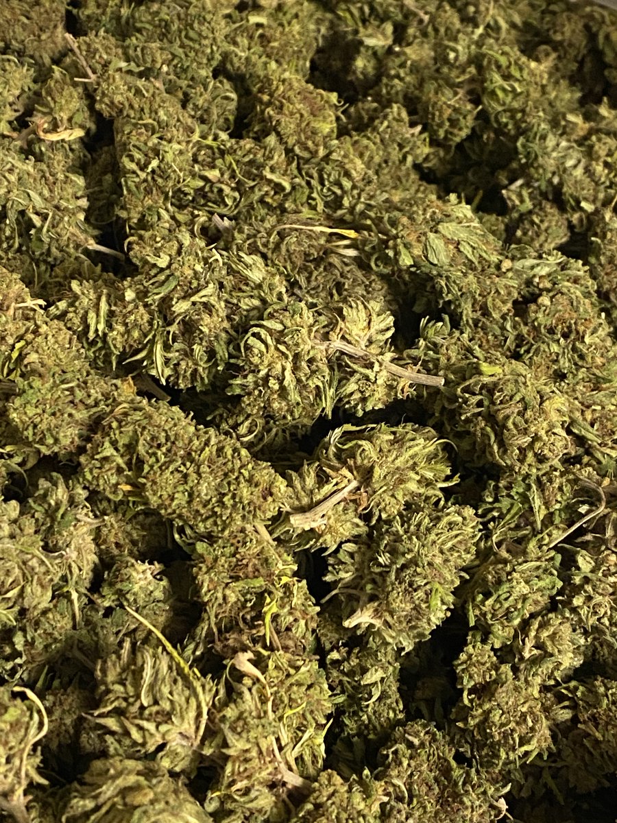 mocanntrade's tweet photo. Recently, @mocanntrade was able to see a hemp flower harvest at #SkyTraceFarms. Since early this year, Sky Trace has been ready and able to supply MO patients and dispensaries with a variety of hemp-based products including raw flower, pre-rolls, tinctures and infused products. https://t.co/x10pKAeYnt