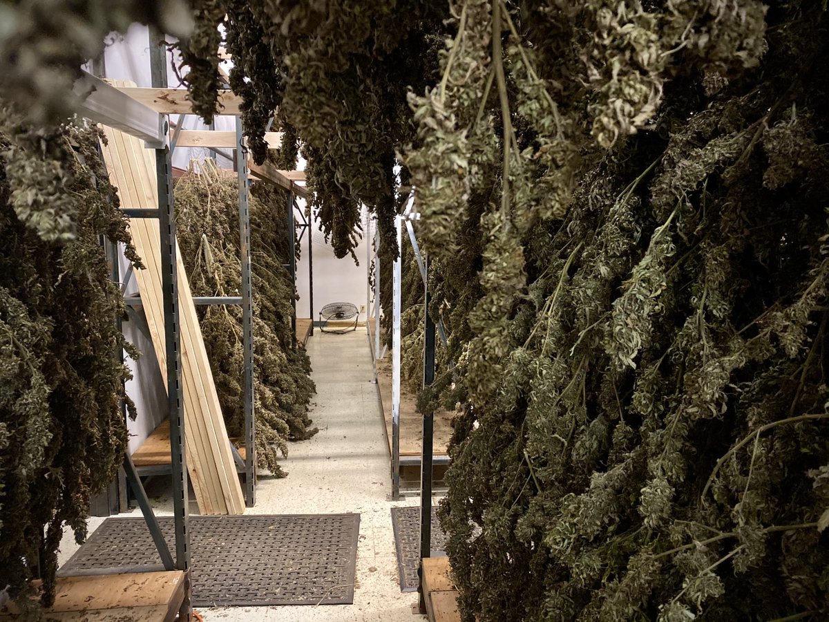 mocanntrade's tweet photo. Recently, @mocanntrade was able to see a hemp flower harvest at #SkyTraceFarms. Since early this year, Sky Trace has been ready and able to supply MO patients and dispensaries with a variety of hemp-based products including raw flower, pre-rolls, tinctures and infused products. https://t.co/x10pKAeYnt