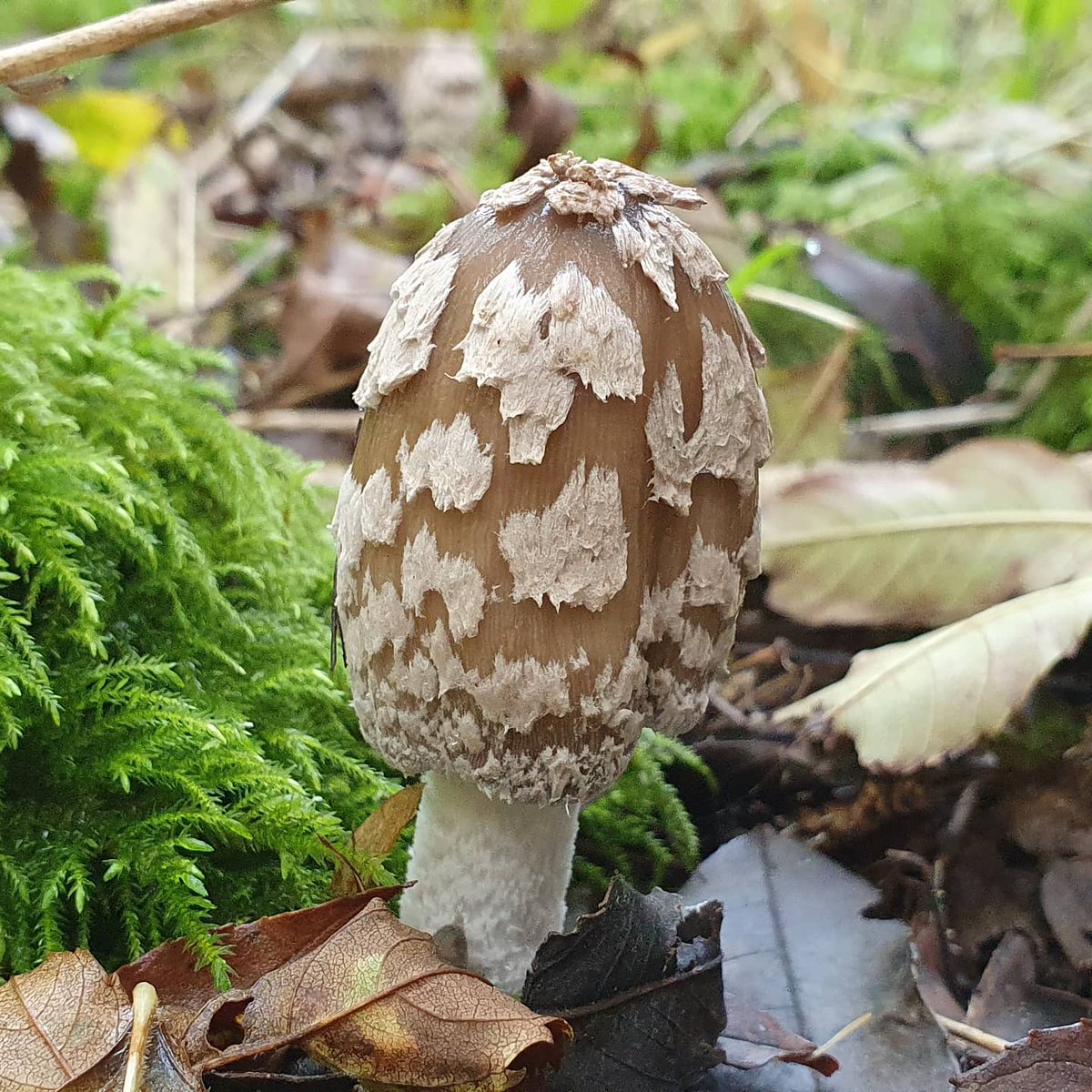 Andrew Lawson tweet media