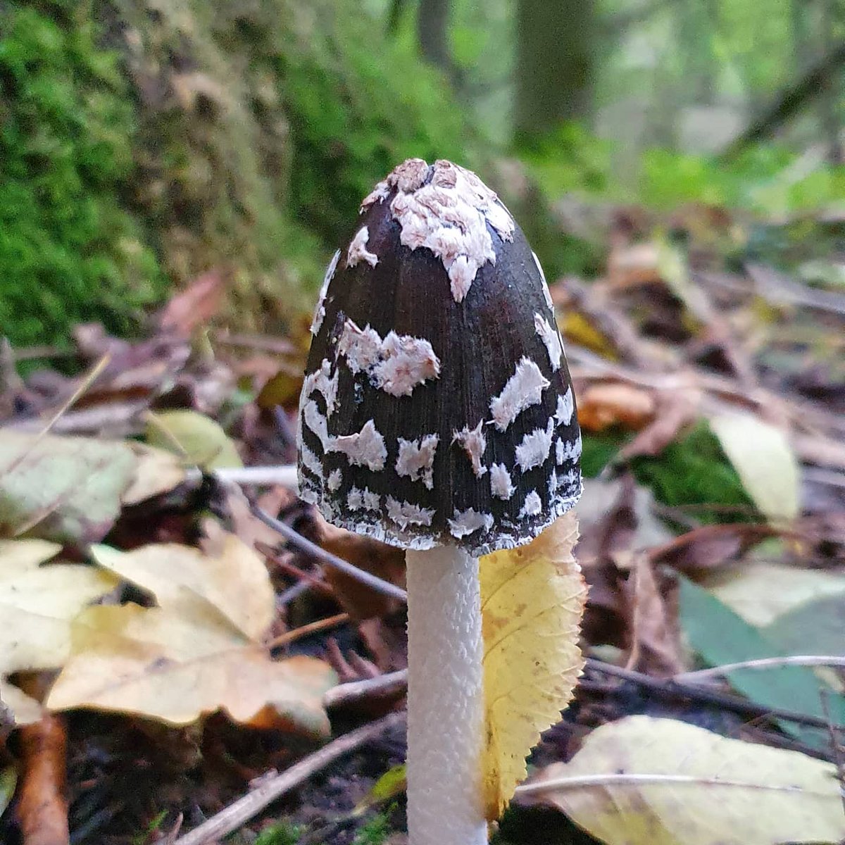 Andrew Lawson tweet media