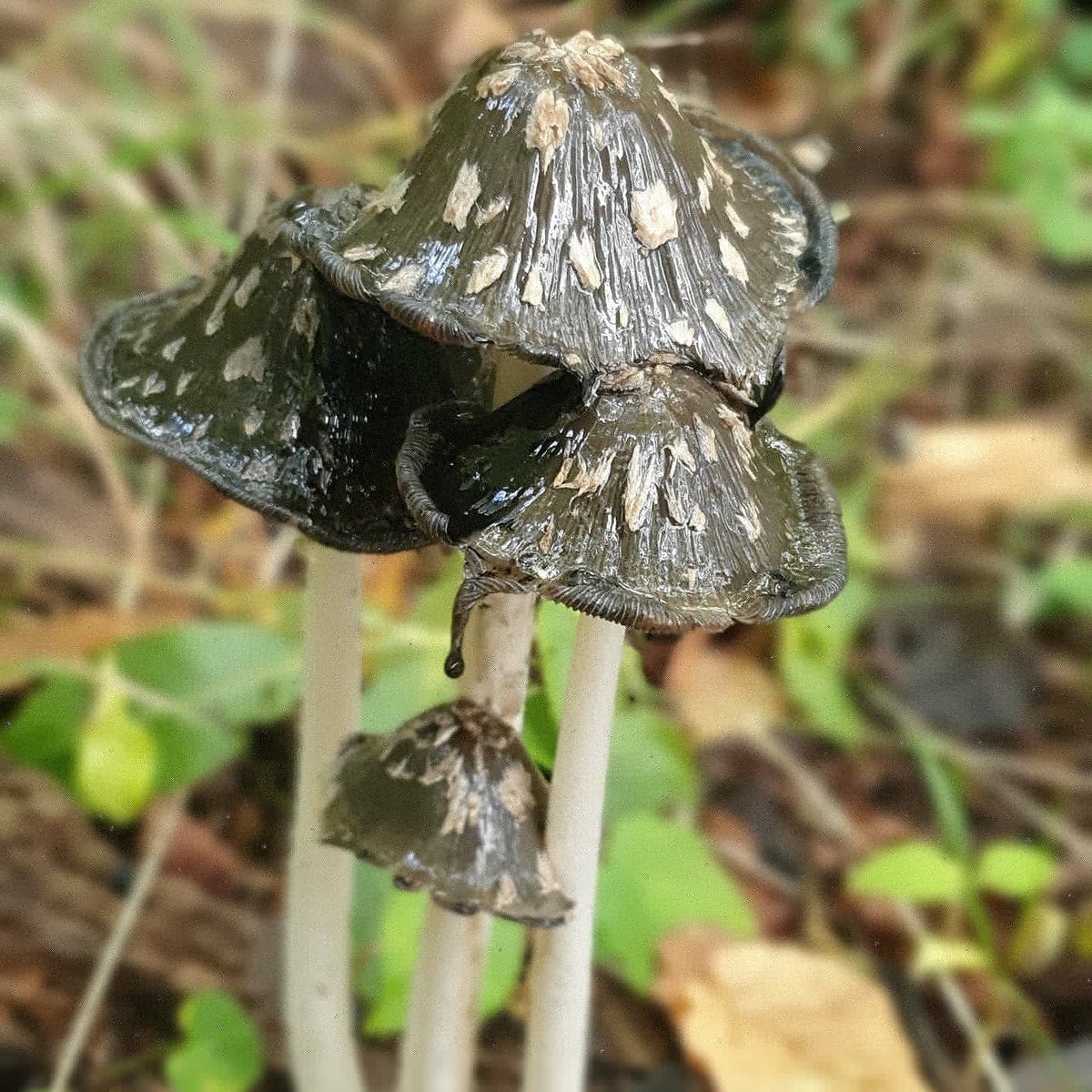 Andrew Lawson tweet media