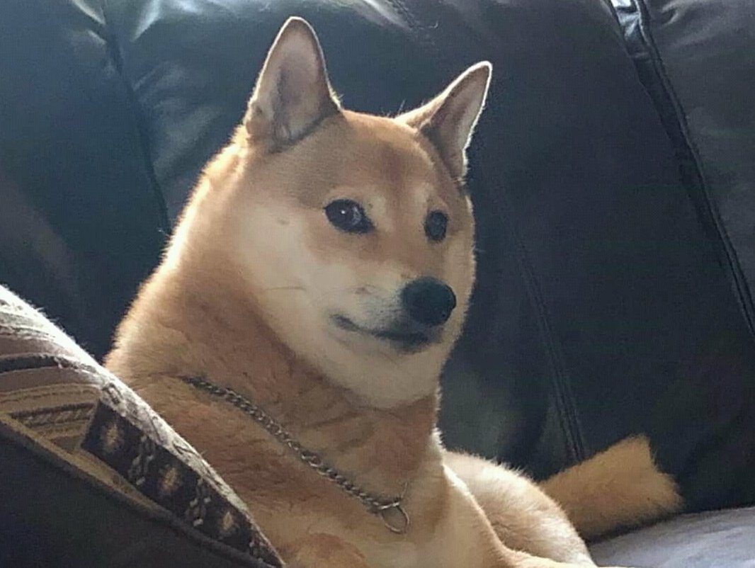 сиба ину качок. королевский дог и немецкий дог. самая высокая собака в холке. доги реальные. накаченная шиба ину.