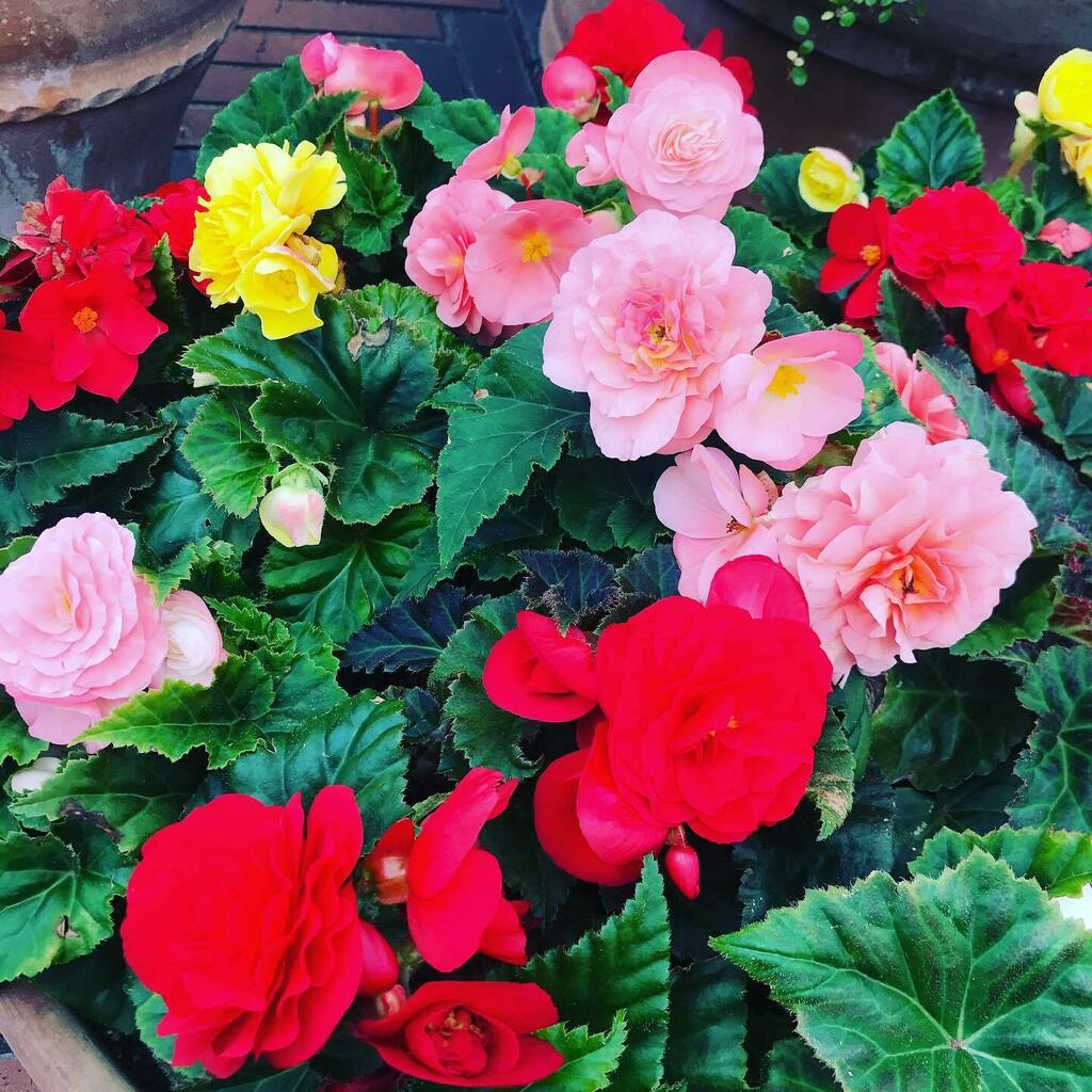 kogumaya's tweet photo. 色を欲する気分になる時がある!
#givemecolor #ebisu https://t.co/WVoHbvcbld