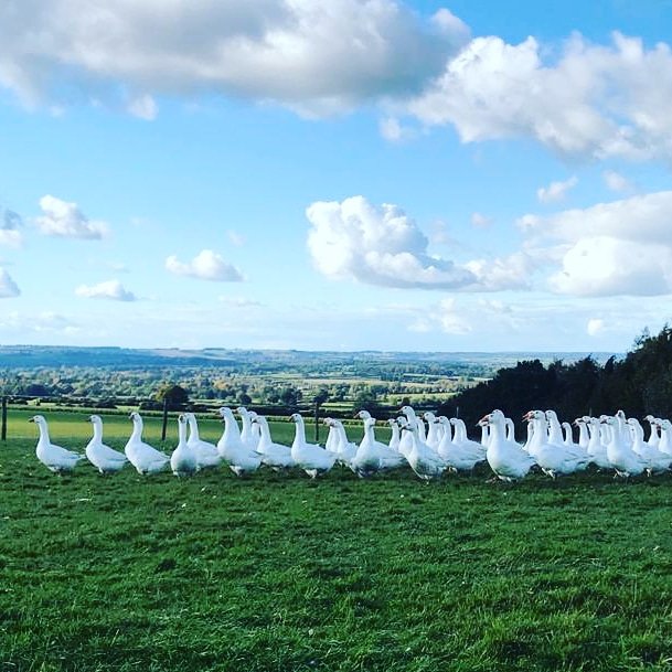 A field with a view...! Let's hope for more sunshine soon! 🙏🌞 Do get in touch if you'd like to chat about your Christmas order! 🎄 We have Free Range Geese, Bronze Turkeys, Veg Boxes &amp; Gloucester Old Spot sausages.🦃