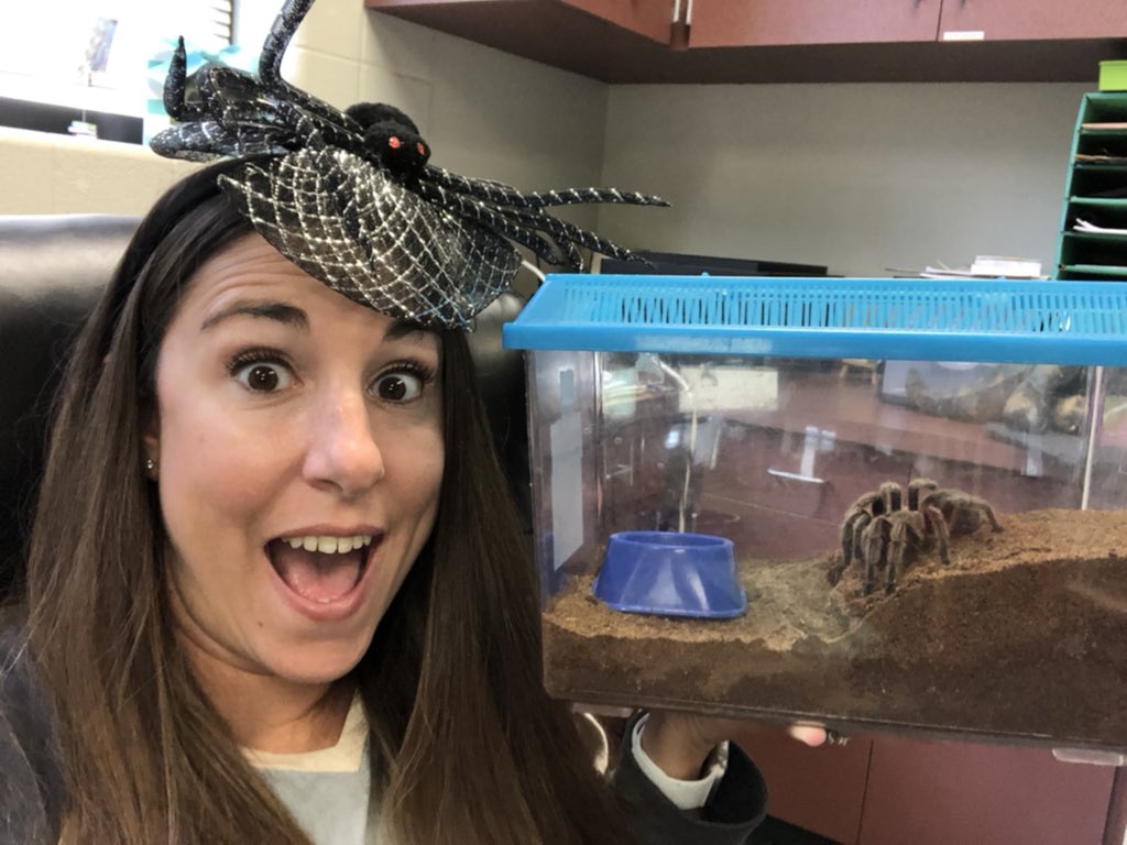BCE_Library_'s tweet image. October’s Creature Feature for the week is the spider!! Things are creepy and crawly in the library! Did you know that tarantulas have hairs that actually cause skin irritation and itching as a defense mechanism?! Check with your librarian for links to spider ebooks! #NEISDlibs