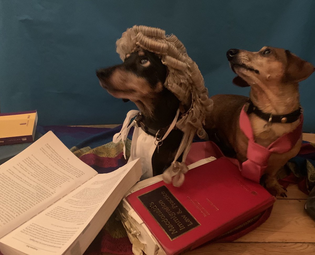 S_Chelvan's tweet photo. @LawPawCalendar @littlesilvestro To make sure #small and #lessprominent (lol) will not apply to #Nomos and #Veritas - please VOTE for us for #January 2021 @LawPawCalendar 🌈🙏🏾❤️ #dogsoftwitter #daschunds https://t.co/JoYlY5cHt8