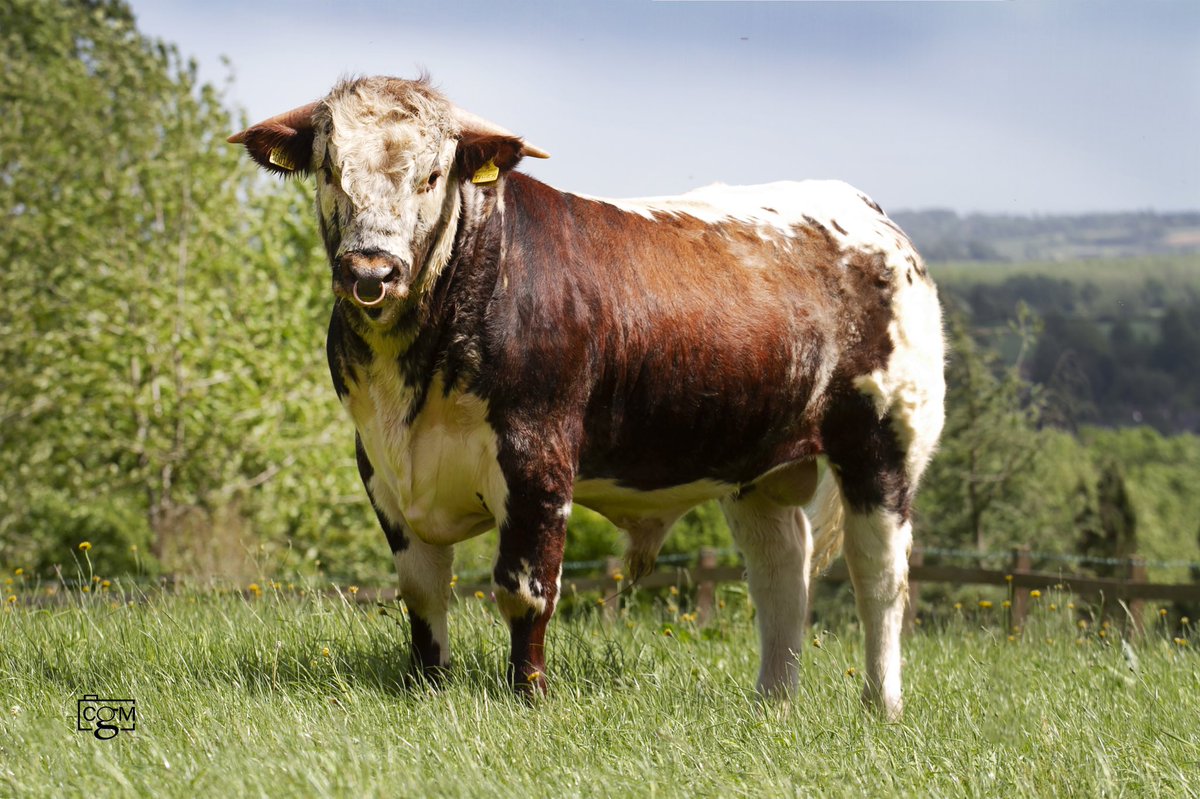 We would like to wish the Bollin Valley Partnership all the success with the private purchase of Gentons Tiger.

Tiger will remain part of the Gentons herd as an AI sire following the collection of semen prior to this sale.  <a href="/LonghornOffice/">Longhorn Cattle Society</a> <a href="/nativebreedsGB/">#NativeBreeds</a> #gentons