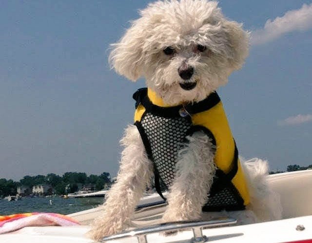 macjluf's tweet image. 