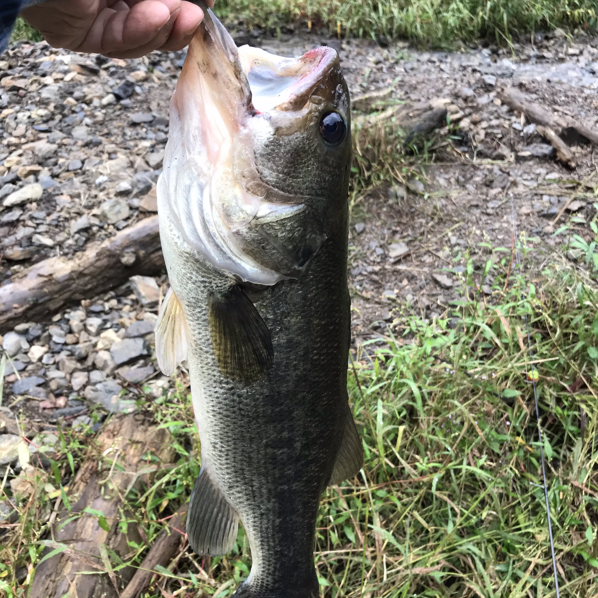 Kiryu City Life 出勤前に梅田湖で釣り ニジマスを狙っていたら46cmのブラックバスが餌釣りで釣れました 梅田湖 桐生川ダム 餌釣り エサ釣り 群馬 桐生 釣り ブラックバス ブラックバス釣り T Co Nnxz1vilt3 Twitter