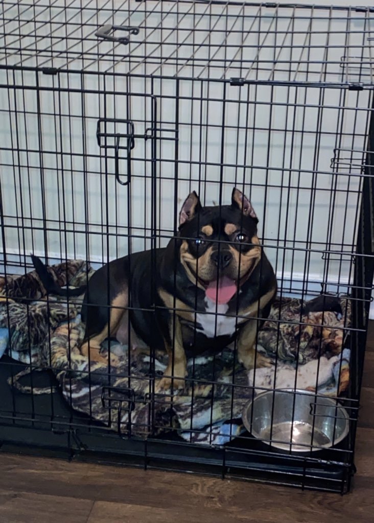 Shoestring_601's tweet photo. I got confirmation on pups!! π€ππΌ
Reservations will be limited!! #daxline #abkc https://t.co/H6n2yHpr8A