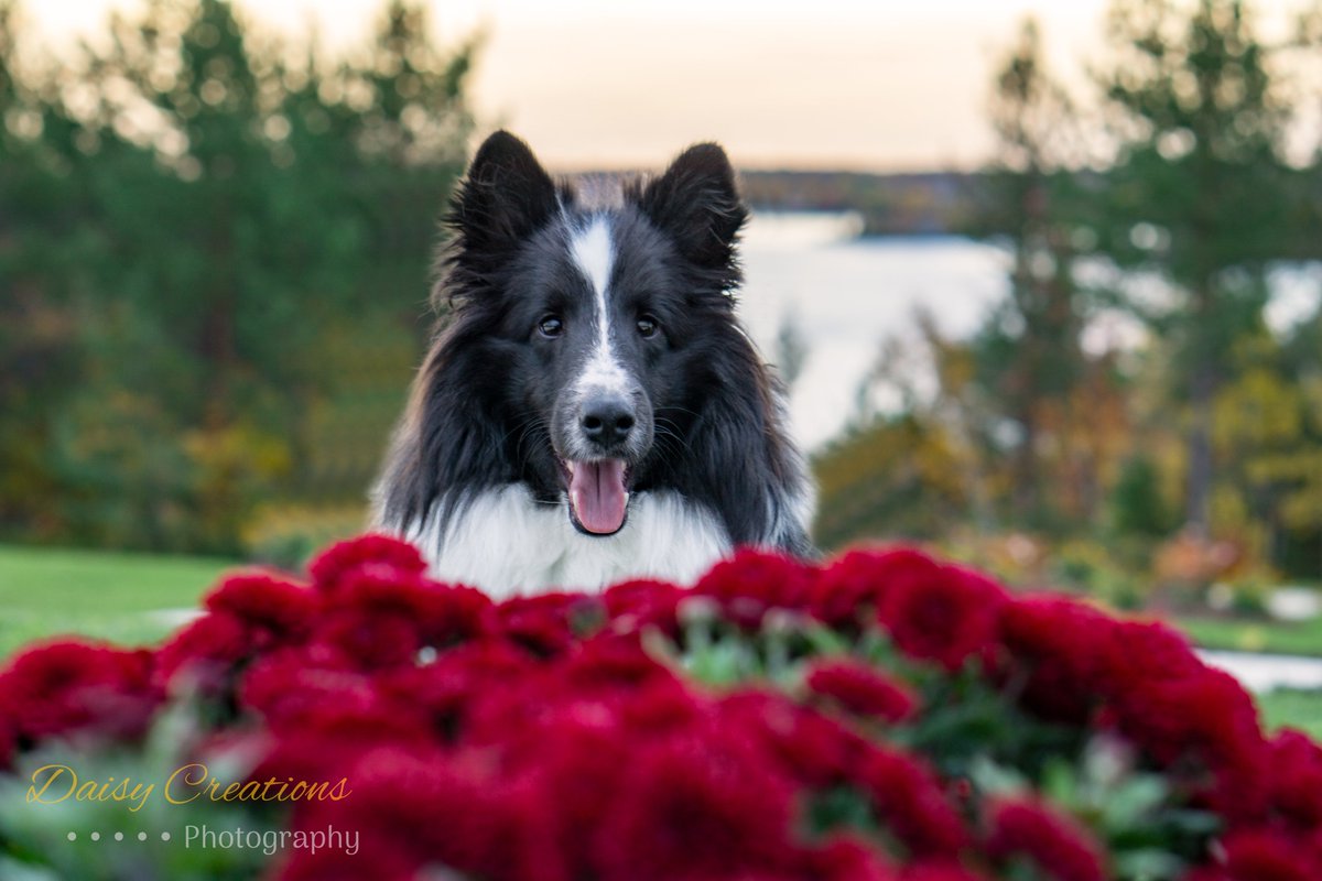 FunFergus's tweet photo. I love #Fallweather how about you?
#Dog #DogsofTwittter #dogsarelove #DogLover #fallcolors #fall #fallseason https://t.co/Ki5eHnyx33