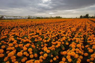 Marigolds and Cempasúchil – 