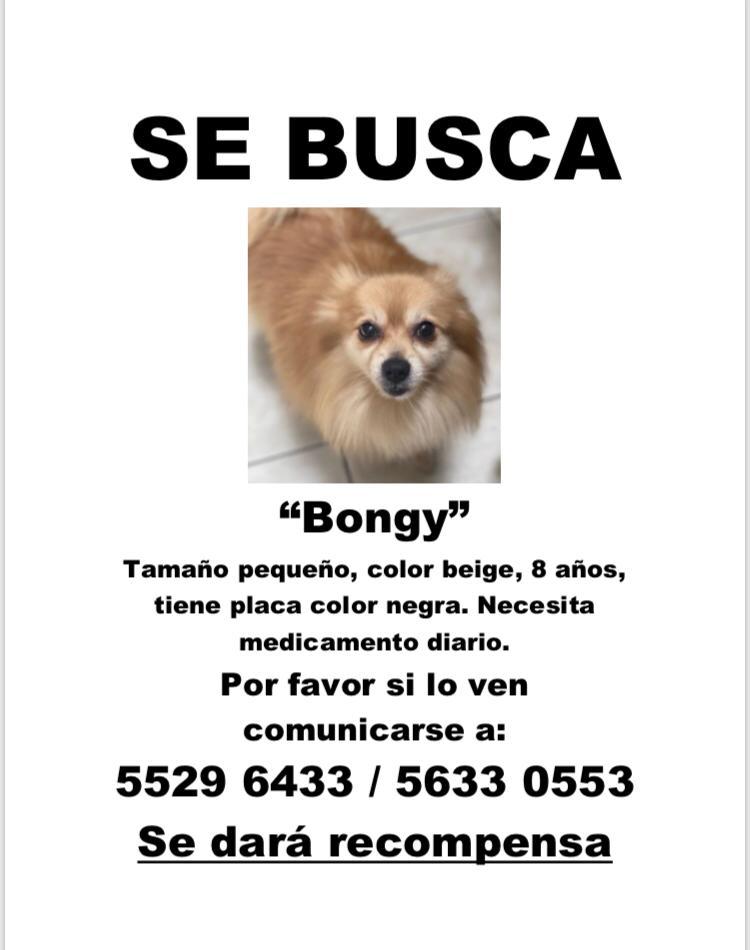 ARCADENOEGT's tweet photo. #ServicioPerruno Bongy desapareció😭 si alguien lo ha visto favor comunicarse al número que aparece abajo. Ayúdanos compartiendo la información.
#ArcaDeNoé #ShopForPets https://t.co/z57WSxK9us