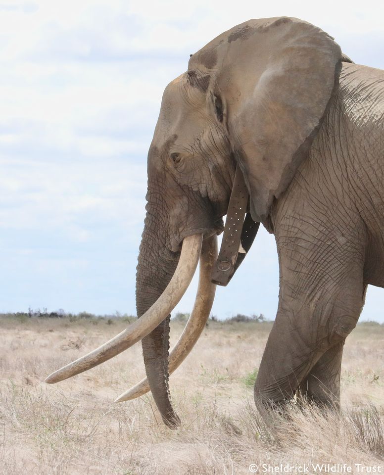 SheldrickTrust's tweet photo. Help for an injured elephant suffering from a suspected arrow wound. With the SWT helicopter to airlift the vet, and ground teams in place to help, it was a recipe for a lifesaving intervention. Our thanks to all involved in the operation yesterday. https://t.co/lJBVhcAN41