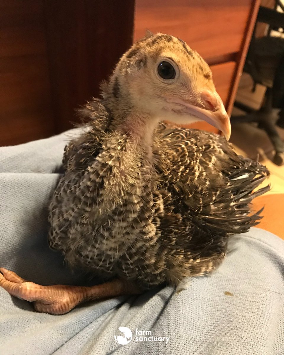 A young brown turkey sits on a blue blanket.