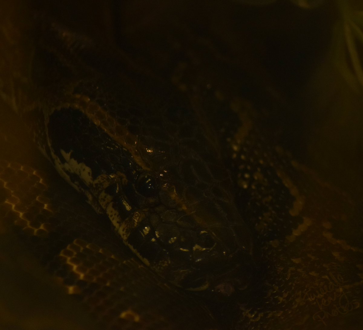 tweedleleaf's tweet photo. Slytherin
#photography #photographer #travel #canon #photogram #scenicview #nature #naturephotography #wildlifephotography #wild #wanderlust #nikon #nikonphotography #zoo #bored #animalphotography #animal #reptile #cute #animals #snake #colchester #colchesterzoo https://t.co/hbtYKr8SwP