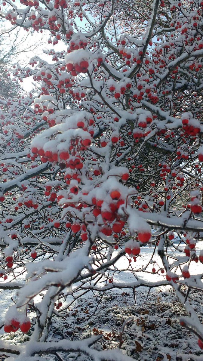 Congratulations to Sue Bavey, the winner of our Winter Photo Contest. Sue’s photo will be featured on our winter brochure. Check out our brochure at franklinma.gov/sites/g/files/…