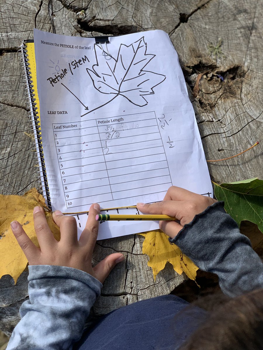 WMAES's tweet photo. Measuring, math  &amp; adaptations today with the gorgeous leaves @WMAES. Students compared the petiole length of leaves found in the sun and ones found inside the forest#envirokid#handson#mathoutside https://t.co/kfxzdrz8Hc
