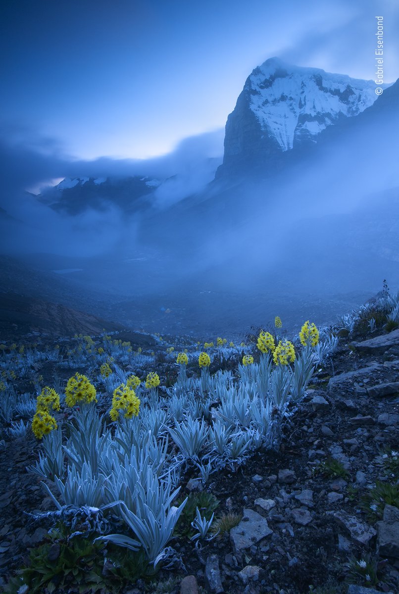 NHM_WPY's tweet photo. Our winner in the Plants and Fungi category is Colombia's Gabriel Eisenband for this breathtaking scene of white arnica in the foreground of Ritak’Uwa Blanco, the highest peak in the Eastern Cordillera of the Colombian Andes. #WPY56 https://t.co/LywOuimUVa